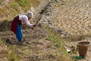 Una donna Newari appartenente alla casta degli agricoltori ("Vaisya") sta lavorando duramente in campagna con la zappa che stringe tra le mani: accanto ala cesta, all'ombra, ha una bottiglia di acqua per dissetarsi, ma il sole è inclemente. Villaggio di Khokanà, Nepal 2018.