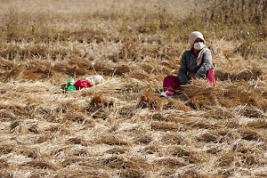 Dopo aver tagliato a mano con la falce l'erba in questo campo, la donna Newari seduta a terra sta legando le fascine da traportare poi nella stalla degli animali: si ripara il naso e la bocca dalla polvere e dalle minuscole particelle di erba, villaggio di Khokanà, Nepal 2018.