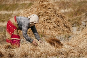 Una donna Newari appartenente alla casta degli agricoltori ("Vaisya") sta lavorando duramente in campagna raccogliendo l'erba precedentemente tagliata a mano con la falce e fatta seccare al sole inclemente. Dintorni del villaggio di Khokanà, Nepal 2018.