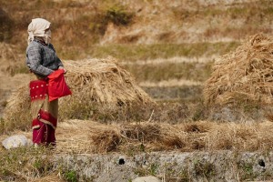 Questa donna Newari raccoglie dal sacchetto rosso i legacci per creare le fascine d'erba destinate come mangime degli animali. Dintorni del villaggio di Khokanà, Nepal 2018.