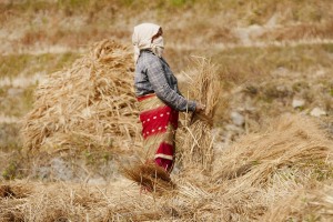 Questa donna Newari stringe le fascine d'erba che verranno destinate come mangime agli animali di allevamento, dintorni del villaggio di Khokanà, Nepal 2018.