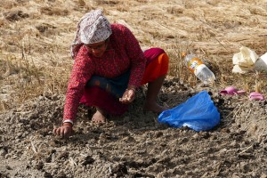 Una donna Newari appartenente alla casta degli agricoltori ("Vaisya") sta inserendo i semi nelle piccole buche praticate per piantarli nella terra, dopo aver rimosso il terreno con la zappa. Villaggio di Khokanà, Nepal 2018.