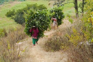 Due donne Newari salgono faticosamente lungo un sentiero scoscesoche, dalla campagna le porta al villaggio: hanno tagliato il foraggio per gli animali ed ora lo portano sulla schiana legato con le corde: si aiutano solamente con una fascia che pongono sulla fronte per equilibrare il peso. Villaggio di Khokanà, Nepal 2018.