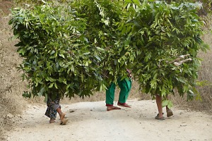 Le figure di queste tre donne Newari sono quasi completamente coperte dai rami e dalle foglie che hanno raccolto nella piccola valle sottostante al villaggio come foraggio per gli animali: solamente le gambe ed i piedi spuntano da questo groviglio verde. Villaggio di Khokanà, Nepal 2018.