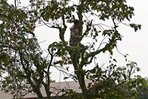 Arrampicata su questo albero ad alto fusto a circa cinque metri di altezza dal suolo, una giovane donna Tharu taglia i rami con la roncola sorreggendosi con l'altra mano al tronco in equilibrio precario, villaggio di Bacchauli, Chitwan National Park, Nepal 2018.