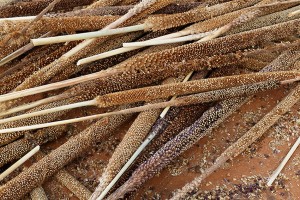 Sorgo, il cereale alla base dell'alimentazione delle diverse popolazioni in Niger, Villaggio Mouja, Niger 2019